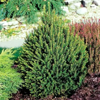 Ель КОМПАКТА обыкновенная в Сморгони