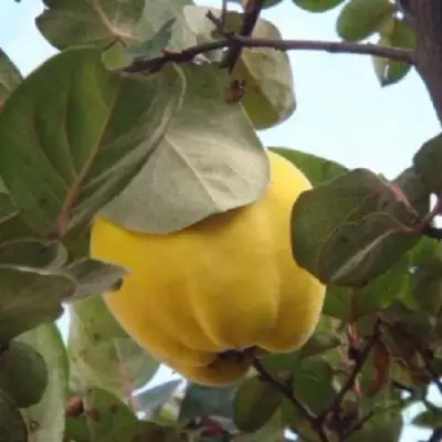 Айва АКАДЕМИЧЕСКАЯ в Сморгони