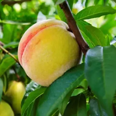 Персик ДОНЕЦКИЙ ЖЕЛТЫЙ в Сморгони