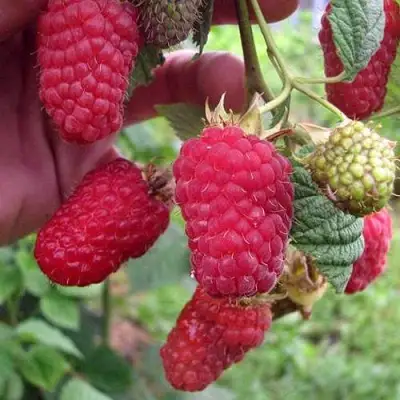 Малина МАРОСЕЙКА в Сморгони