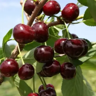 Вишня ГРИОТ БЕЛОРУССКИЙ в Сморгони