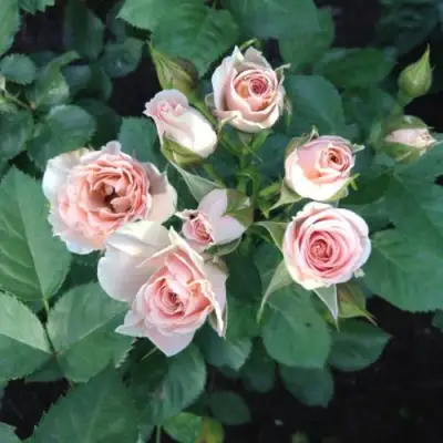 Роза ЯНА спрей в Сморгони