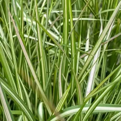 Вейник АВАЛАНШ остроцветковый в Сморгони