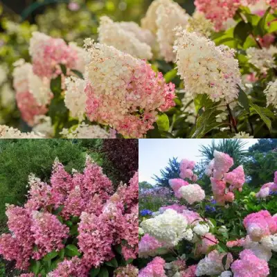 Комплект ЯГОДНОЕ МОРОЖЕНОЕ в Сморгони