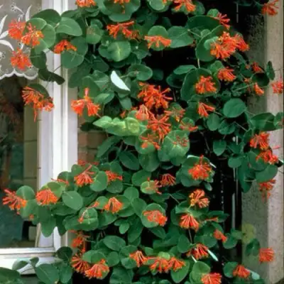 Жимолость ДРОМПОР СКАРЛЕТТ брауна в Сморгони