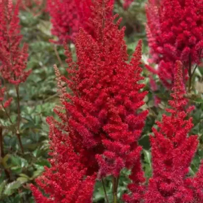 Астильба СКАЙСКРЕЙПЕР китайская в Сморгони