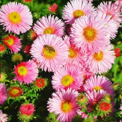 Астра РУДЕЛЬСБУРГ новоанглийская в Сморгони