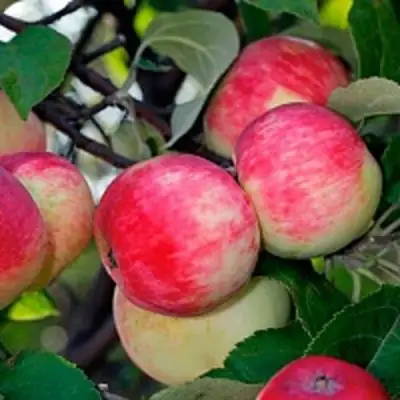 Яблоня СЕРЕБРЯНОЕ КОПЫТЦЕ в Сморгони