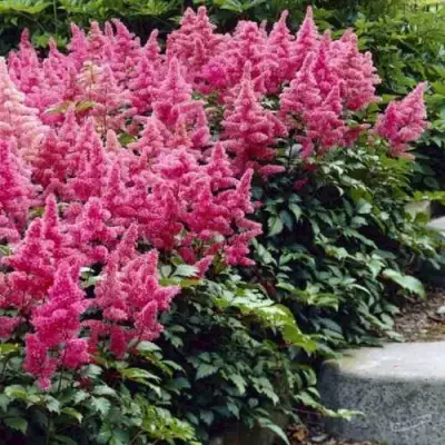 Астильба БОНН японская в Сморгони