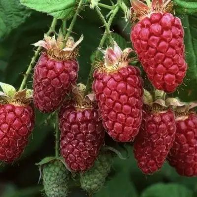 Малина РУБИНОВОЕ ОЖЕРЕЛЬЕ в Сморгони