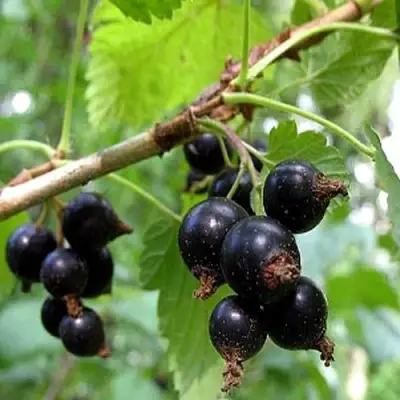 Смородина чёрная БИНАР в Сморгони