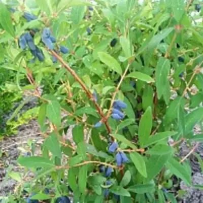 Жимолость съедобная АМФОРА в Сморгони