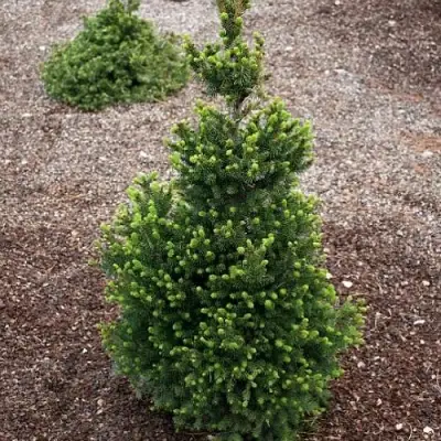 Ель ВИЛС ЦВЕРГ обыкновенная в Сморгони