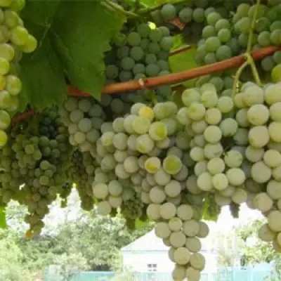 Виноград АНАНАСНЫЙ РАННИЙ в Сморгони