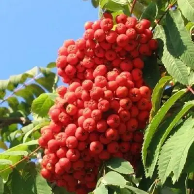 Рябина НЕВЕЖИНСКАЯ сладкоплодная в Сморгони