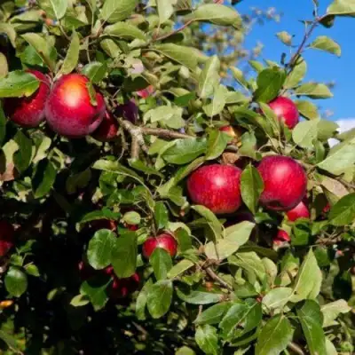 Яблоня СЯБРЫНА в Сморгони