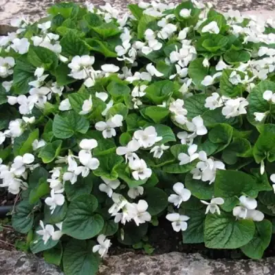 Фиалка АЛЬБИФЛОРА сестринская в Сморгони