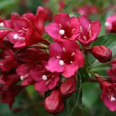 Вейгела ЕВА РАТКЕ в Сморгони