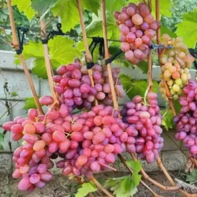Виноград ДЫНЬКА в Сморгони