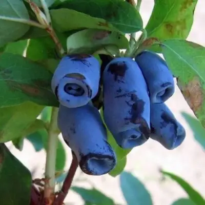 саженцы жимолости голубой десерт