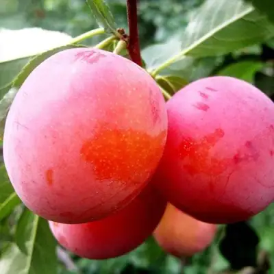 Слива КОМЕТА в Сморгони