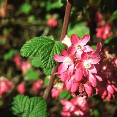 Смородина кроваво-красная ПУЛБОРО СКАРЛЕТ  в Сморгони