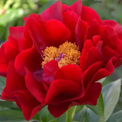 Пион МАКИНАК ГРАНД травянистый в Сморгони