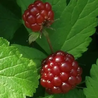 Княженика КЛОН в Сморгони