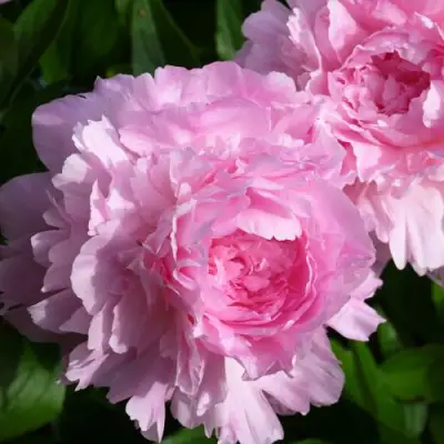 Пион ЛЕТЯЩИЙ ЖУРАВЛЬ травянистый в Сморгони