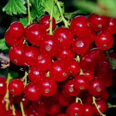 Смородина красная СЕРПАНТИН в Сморгони