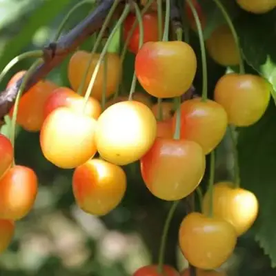 Черешня ЯНТАРНАЯ в Сморгони