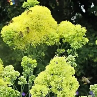 Василистник ГЛАУКУМ желтый в Сморгони