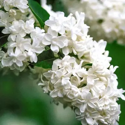 Сирень МАДАМ ЛЕМУАН в Сморгони