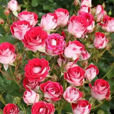 Роза ШОНЕ КОБЛЕНЦЕРИН флорибунда в Сморгони