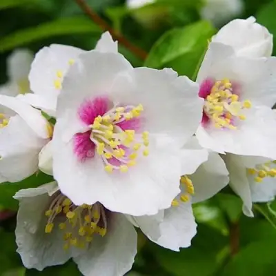 Жасмин БЕЛЬ ЭТУАЛЬ в Сморгони