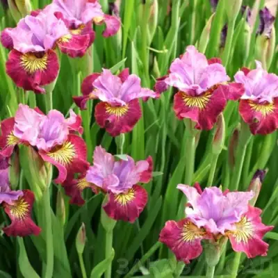 Ирис МИСС ЭППЛ сибирский в Сморгони