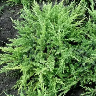 Можжевельник ШЛЯГЕР прибрежный в Сморгони