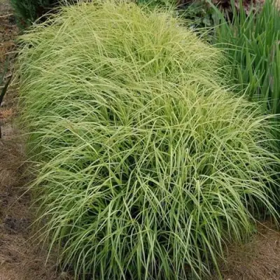 Осока ВАРИЕГАТА пальмолистная в Сморгони