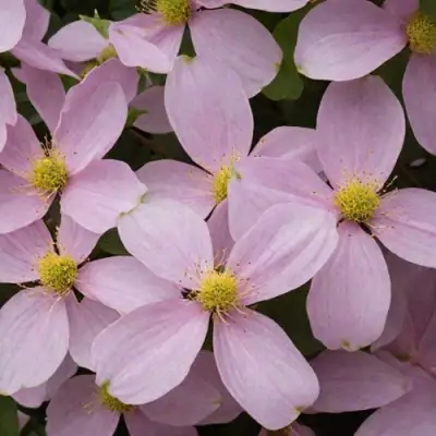 Клематис ГОРНЫЙ в Сморгони