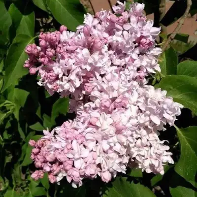 Сирень МИЛОСЕРДИЕ в Сморгони