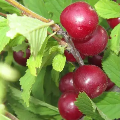 Вишня персиковая АФЛОЦЕРАЗУС в Сморгони