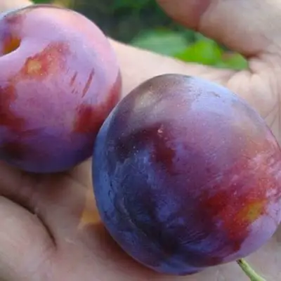 Слива РЕНКЛОД в Сморгони