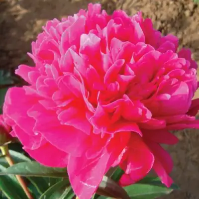 Пион РУБИНОВЫЙ СВЕТ травянистый в Сморгони