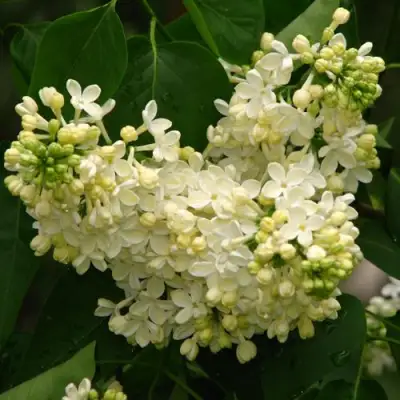 Сирень ПРИМРОУЗ в Сморгони