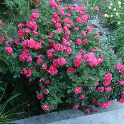 Роза ДЖОРДЖ ВАНКУВЕР флорибунда в Сморгони