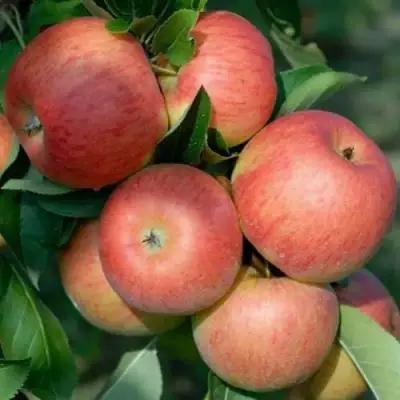 Яблоня ТОПАЗ в Сморгони