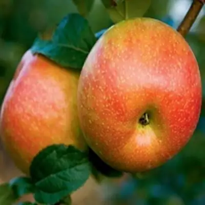 Яблоня ПЕРСИКОВАЯ в Сморгони