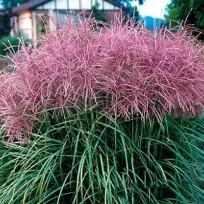 Мискантус МАЛЕПАРТУС китайский  в Сморгони