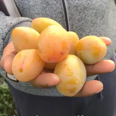 Слива ЯХОНТОВАЯ в Сморгони