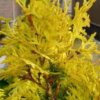 Туя ЕВРОПА ГОЛД западная в Сморгони